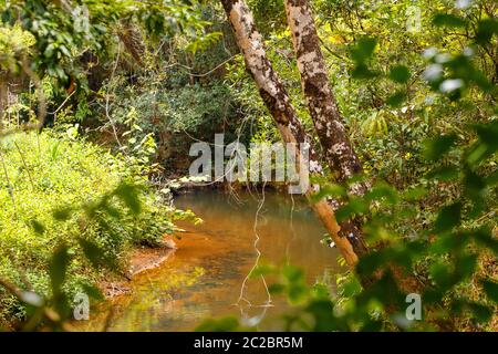 Small river landscape in Analamazaotra Special Reserve. Countryside wilderness pure natural scene in Madagascar Stock Photo