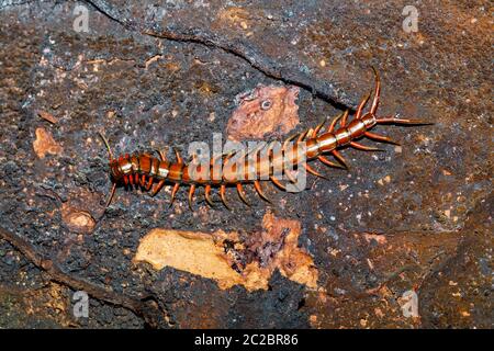 centipede, Scolopendra in tropical rainforest, Farankaraina National Park, Madagascar wildlife and wilderness Stock Photo