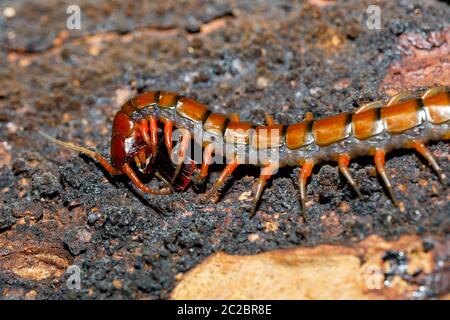 centipede, Scolopendra in tropical rainforest, Farankaraina National Park, Madagascar wildlife and wilderness Stock Photo