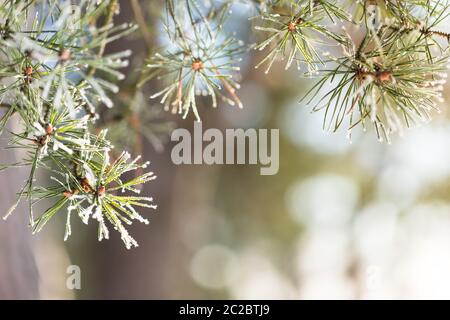 Close up Branch of pine with needles covered with a light layer of frost in early spring, beautiful warm light with sun rays on background, selective Stock Photo