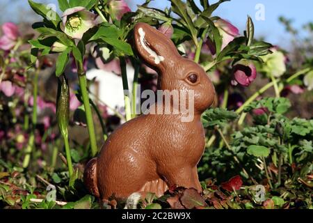 A chocolate Easter bunny in the garden at Easter. A chocolate Easter bunny in front of flowering Christmas roses in spring. Stock Photo