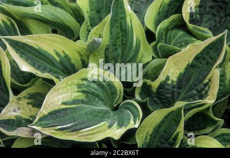 Hosta 'Wide Brim' also known as plantain lily is a spring and summer flowering perennial herbaceous flower plant Stock Photo