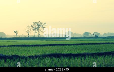 Morning sunshine on a rice field outside city of Vientiane, Laos Stock Photo