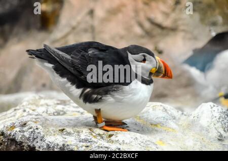 Black and White Colored Penguin in a Cold Place Stock Photo