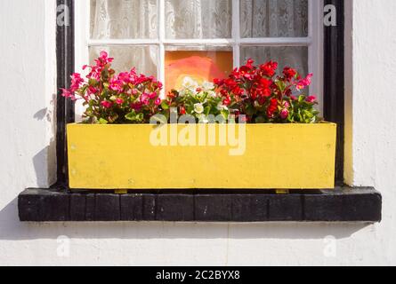 A bright yellow window box on Church Street, Old Isleworth, Middlesex, UK Stock Photo