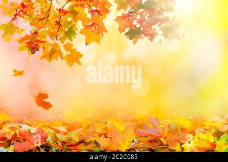 Golden autumn sunset with multi colored tree leaves Stock Photo