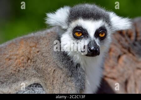 Portrait of front of ring-tailed lemur (Lemur catta) Stock Photo