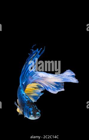 Blue and yellow betta fish, siamese fighting fish on black background Stock Photo