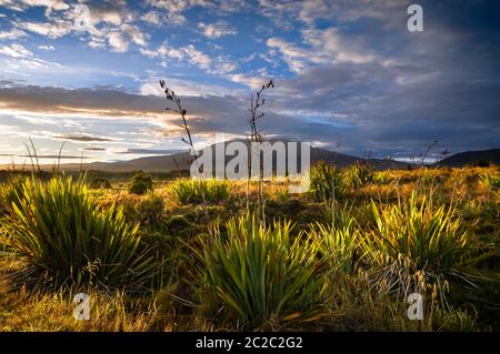 Golden sunrise light over the plants of Tongariro national park on New Zealand's north island, with Mt Ruapehu in the distance. Stock Photo