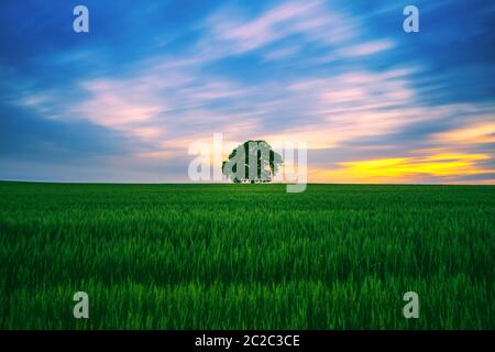 Tree in the field and dramatic clouds in the sky. Stock Photo