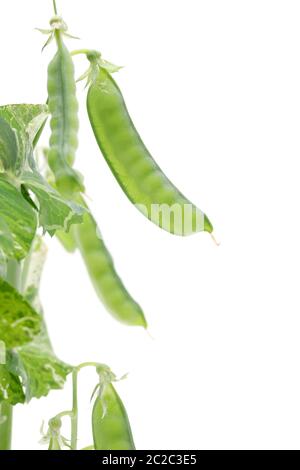 green soy bean isolated on white background Stock Photo
