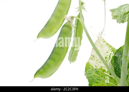green soy bean isolated on white background Stock Photo