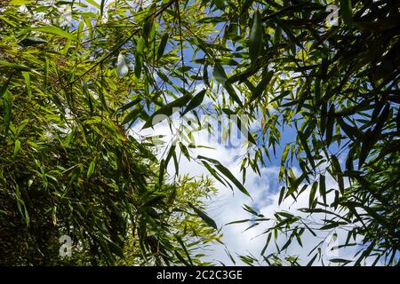 Bamboo leaves Phyllostachys praecox Bamboo plant Stock Photo