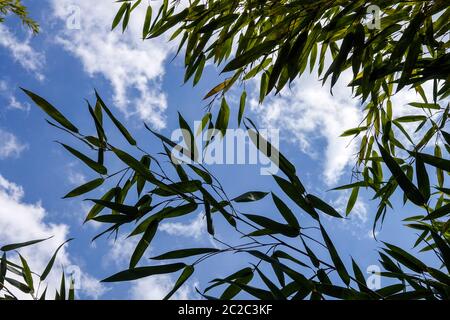 Bamboo Phyllostachys praecox Stock Photo