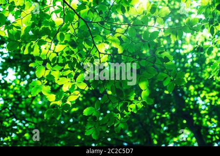 Shining sun  through a fresh green leaves of the maple tree in springtime. Stock Photo