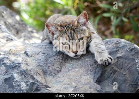 Portrait of a watchful, lazy, watching cat Stock Photo