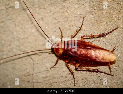 Cockroach runs up a wall Stock Photo