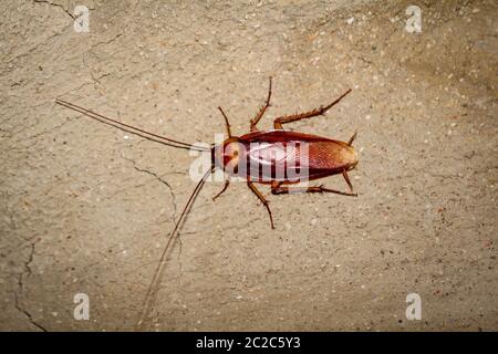 Cockroach runs up a wall Stock Photo