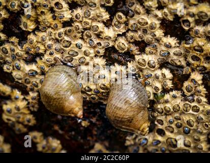 Barnacles, snails on a rock in the sea Stock Photo