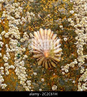 Barnacles, snails on a rock in the sea Stock Photo