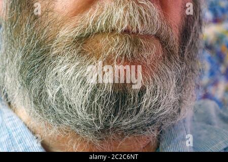 Old mans grey beard close-up Stock Photo