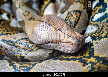 Reticulated python (Malayopython reticulatus) snake sometimes known as Royal Python or Ball Python Stock Photo