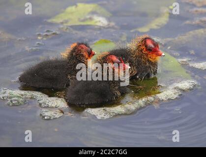 Young chicken chick Fulica atra on the Federsee Stock Photo