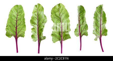 Beetroot foliage, beet leaves isolated on white background Stock Photo