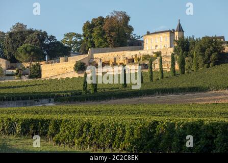 Ripe red grapes on rows of vines in vienyard of Clos La Madeleine  before the wine harvest in Saint Emilion region. France Stock Photo