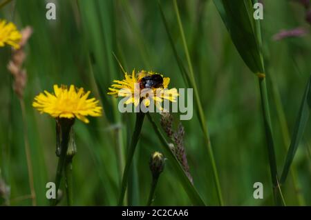 Bumblebee collecting pollen from yellow Hawk-weed flower Stock Photo