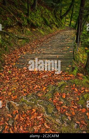 Path in early automn field with falling leafs on lake Trakoscan, north-west Croatia. Stock Photo