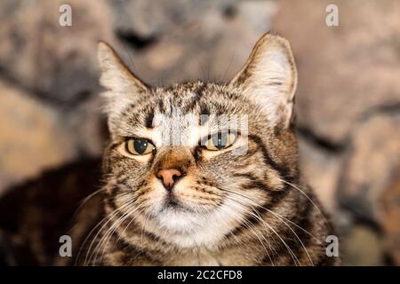 Portrait of a watchful, lazy, watching cat Stock Photo