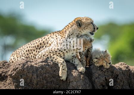 Cheetah lies on termite mound with cubs Stock Photo