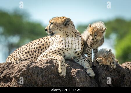 Cheetah lies beside two cubs on mound Stock Photo