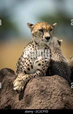 Cheetah lies on termite mound beside cubs Stock Photo