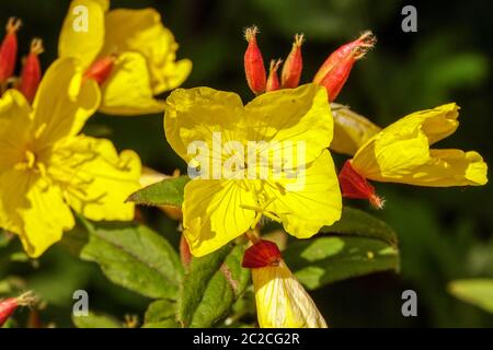 Oenothera pilosella 'Yella Fella' Oenothera flower beautiful yellow flowers in garden summer Stock Photo