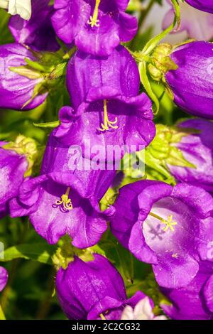 Canterbury Bells Campanula medium Cup and Saucer Stock Photo