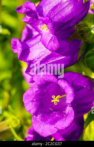 Canterbury Bells Campanula medium Cup and Saucer Stock Photo