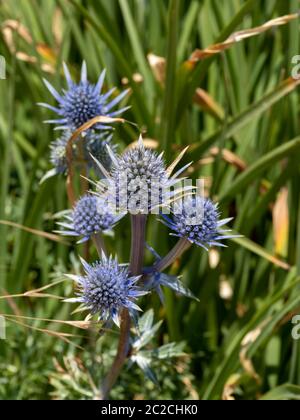 Picos Blue Sea Holly (Eryngium bourgatii ) flowering next to the promenade in Eastbourne Stock Photo