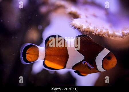 Detail of an anemone fish in aquarium Stock Photo
