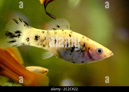 Detail of a guppy fish in aquarium Stock Photo