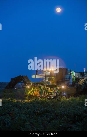 Tomato harvester working at night under moonlight. Vegas Bajas del Guadiana, Spain Stock Photo