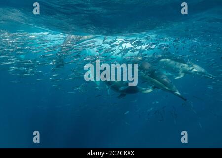 Common dolphins feeding on a sardine bait ball, South Africa. Stock Photo