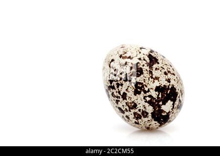 Standing quail egg on a white background, in a studio shot Stock Photo