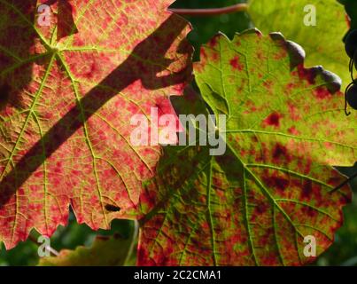 Wine leaves in autumn colors in the back light Stock Photo