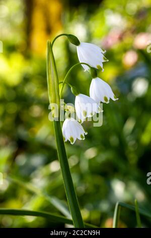 Leucojum aestivum 'Gravetye Giant' a white bell shaped spring flower bulb commomly known as  summer snowflake or Loddon lily Stock Photo