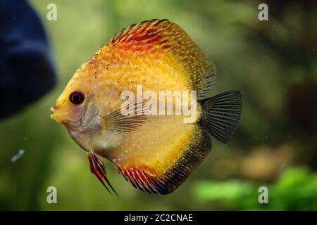 Portrait o a discus fish in the aquarium Stock Photo