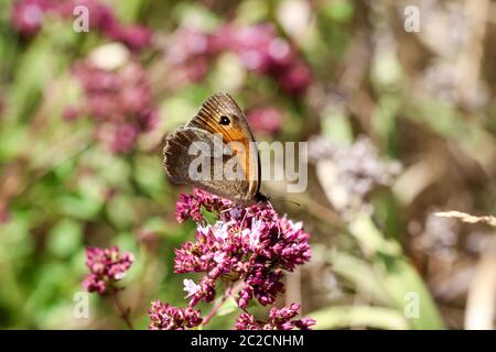 Close-up of a butterfly, rambling on a plant Stock Photo