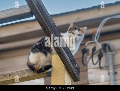 A tabby cat in the colors white, black and brown perched high up at a house structure outside, looking down with an inquisitive look Stock Photo