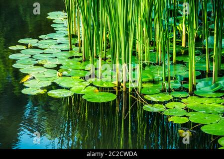 Green reed fibers and water lilly leaves in the lake, reflections on ...